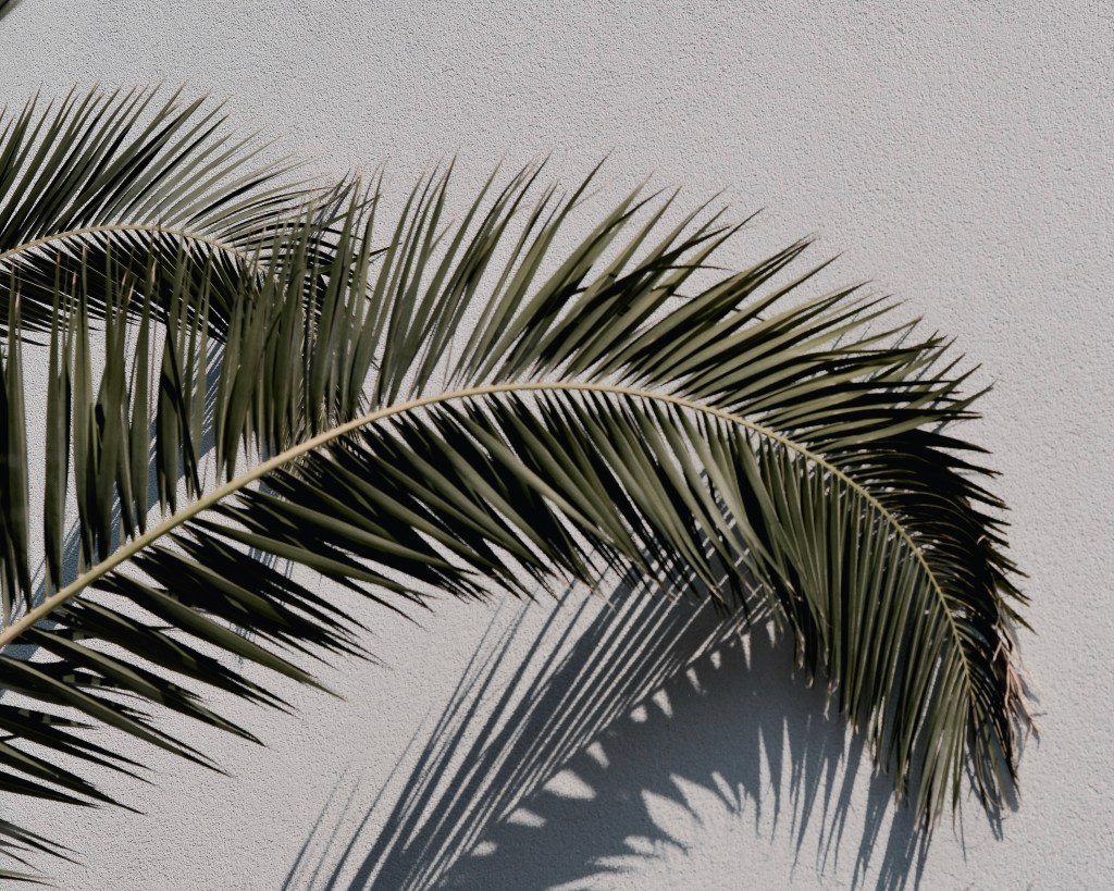 Palm branch in the sunlight